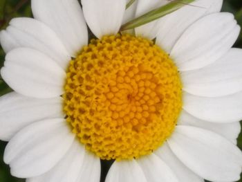 Close-up of white daisy flower