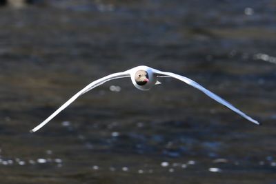 Close-up of bird flying against the water