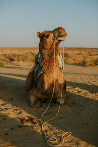 View of a horse on sand