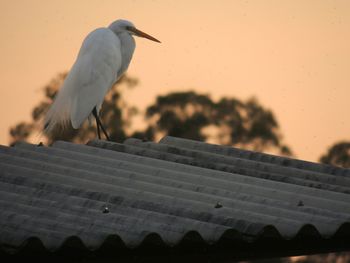 Low angle view of great egret perching on roof against sky during sunset