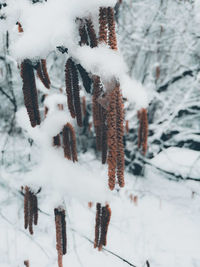 Close-up of snow covered tree