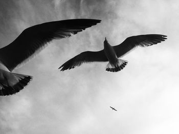 Low angle view of seagulls flying in sky