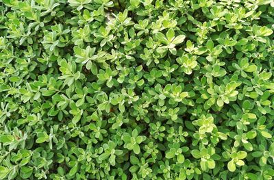 Full frame shot of plants growing on field