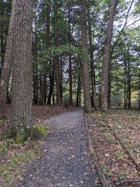 Footpath amidst trees in forest