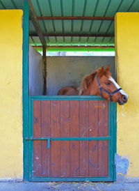 Horse at farm