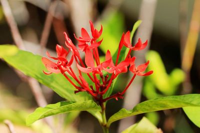 Close-up of red flowering plant