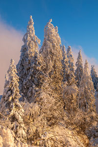 Low angle view of snow on rock against sky