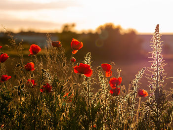 Close-up of red flowering plants on field against sky