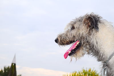 Dog sticking out tongue against sky