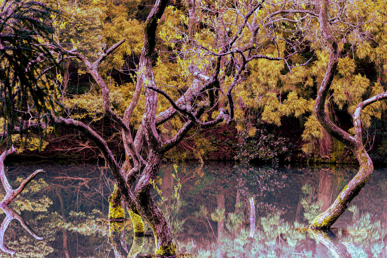 TREES GROWING IN FOREST