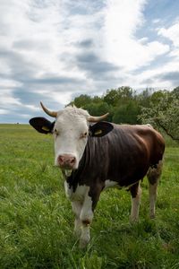 Cow in a field