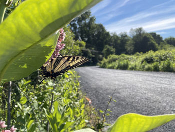 Close-up of butterfly pollinating flower