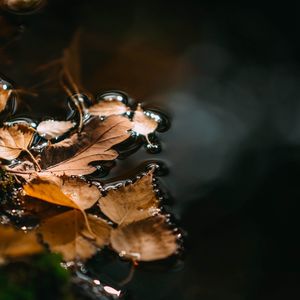 Close-up of dry leaves during autumn