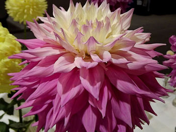 Close-up of pink flowers