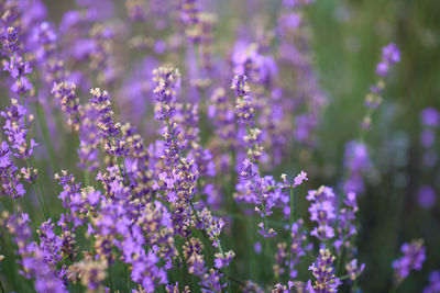 Close-up of purple flowering plants on field