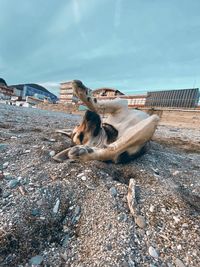 Dog resting on a land
