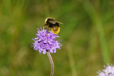 Close-up of bee pollinating on purple flower