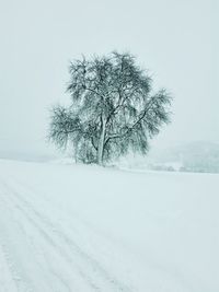 Bare tree on snow covered field