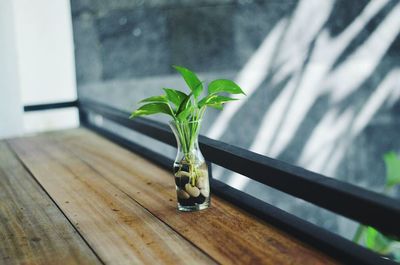 Close-up of plant indoors