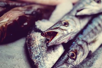 Close-up of fish