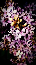 Close-up of purple flowers