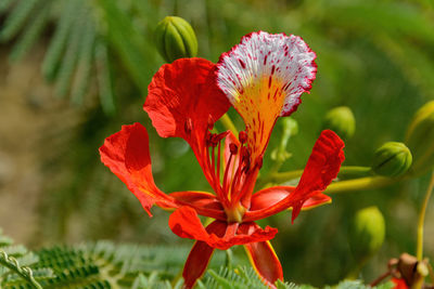 Caesalpinia pulcherrima. also called poinciana, peacock flower, red bird of paradise