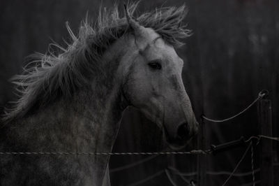 Close-up of a horse