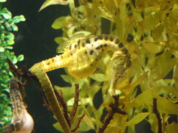 Fish swimming in sea