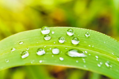 Close-up of raindrops on green leaves