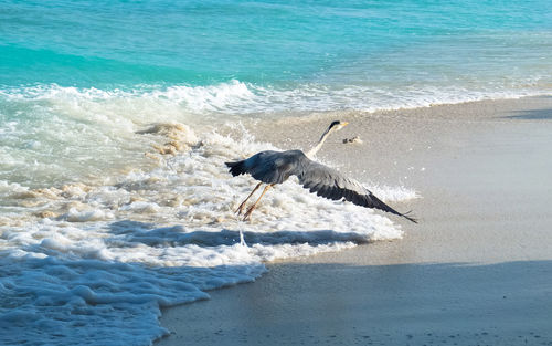 Seagull flying over beach