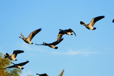 Low angle view of birds flying in sky