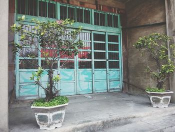 Potted plants on window sill