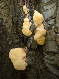 Close-up of mushrooms growing on tree trunk