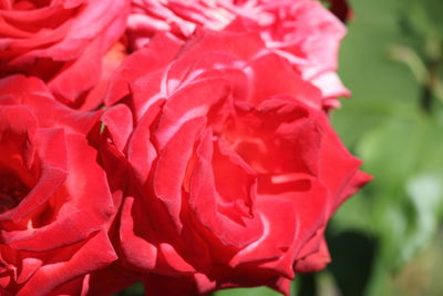 Close-up of red rose blooming outdoors