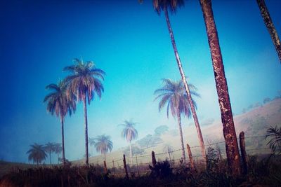 Low angle view of palm trees against blue sky