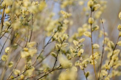 Close-up of yellow flowering plant on field