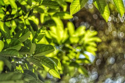 Close-up of fresh green plants