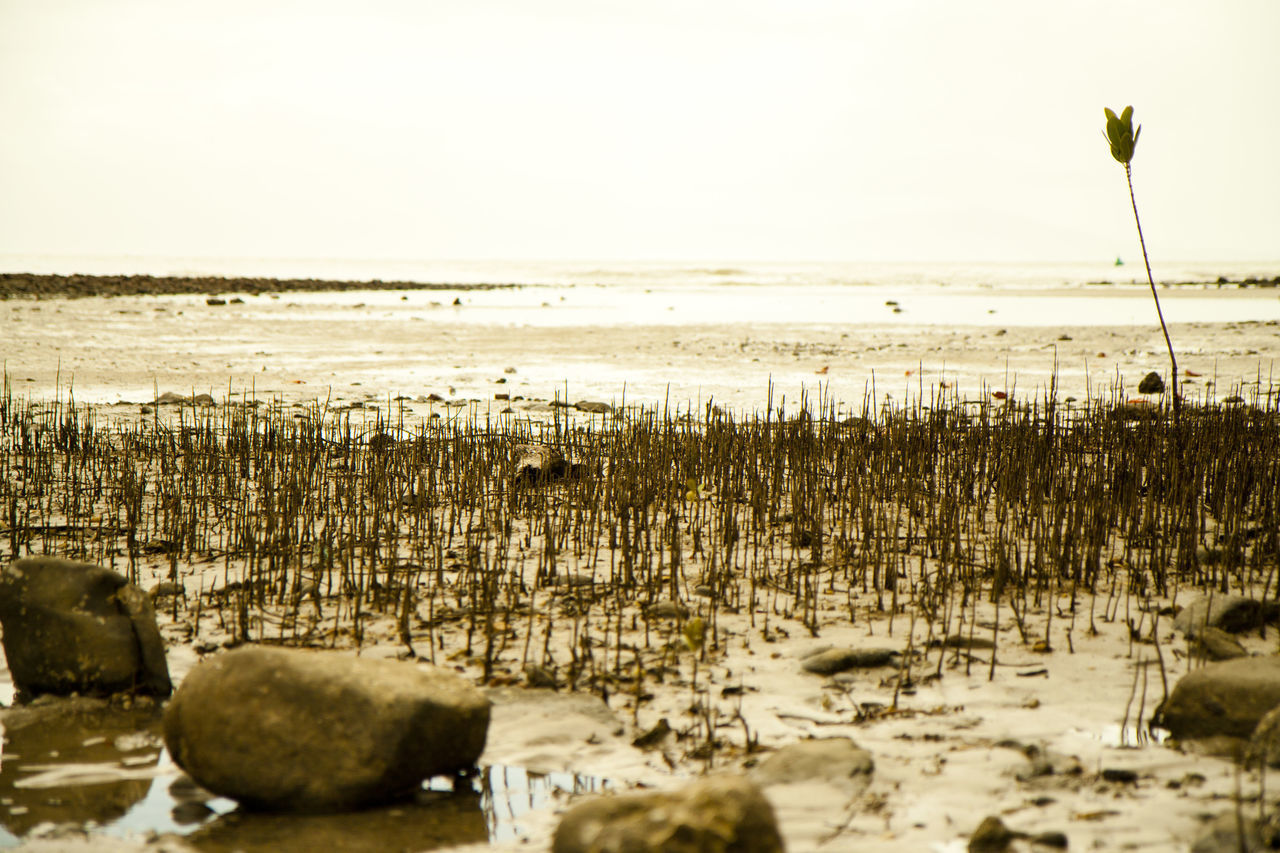 PLANTS ON BEACH AGAINST CLEAR SKY