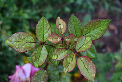 Close-up of wet plant