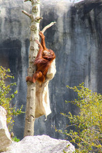 Close-up of lizard on tree trunk
