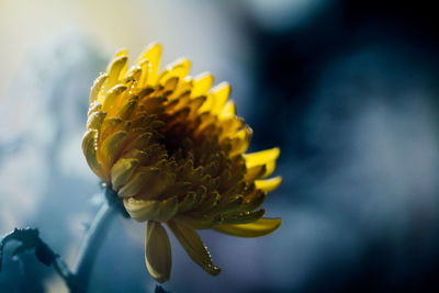 Close-up of wet yellow flower blooming during rainy season