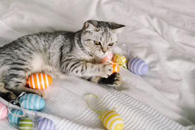 Cute kitten of the scottish straight breed playing with multi-colored easter eggs at home.