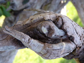 Close-up of tree trunk