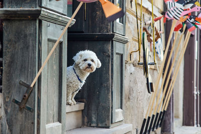 View of a dog looking away