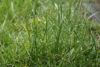 Close-up of wet grass on field