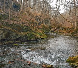 Stream flowing through forest