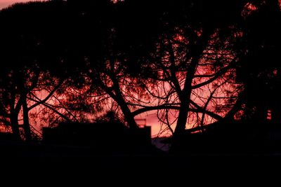 Silhouette trees against sky at night