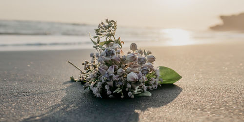 Close-up of plant on beach against sea