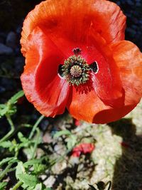 Close-up of orange poppy