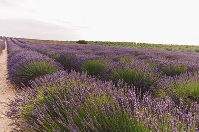 Purple flowering plants on field against sky